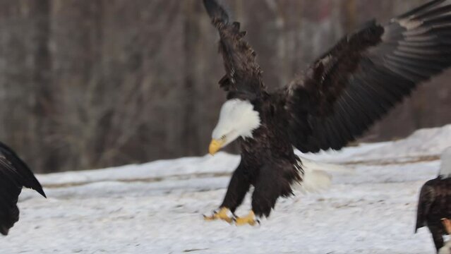 group of bald eagles eating their prey