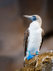 Blue footed booby