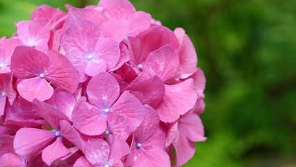 夏に咲く、大輪の花をつけるアジサイ。