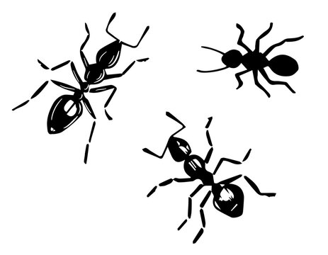 Ants Vector Drawing. Black ants on a white isolated background.  Hand drawn engraving illustration of pest insect. 