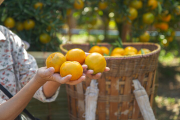 Woman 's hand holding orange mandarins  in her hands in orange garden.