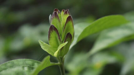 beautiful flower plant bud. with blur backround