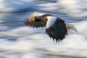 知床半島の流氷とオオワシ（北海道羅臼沖）