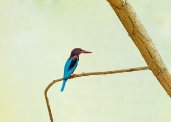 White throated Kingfisher perched on a branch