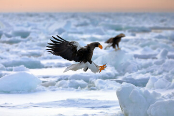知床半島の流氷とオオワシ（北海道羅臼沖） © Shiretoko Dream