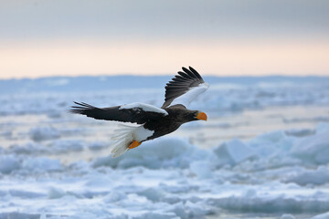 知床半島の流氷とオオワシ（北海道羅臼沖） © Shiretoko Dream