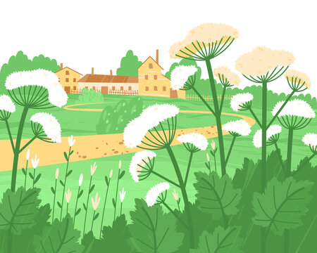 The dangerous cow parsnip grows near a farm or village. The spread of hogweed has upset the ecological balance and has become a serious problem for people. Flat vector illustration.
