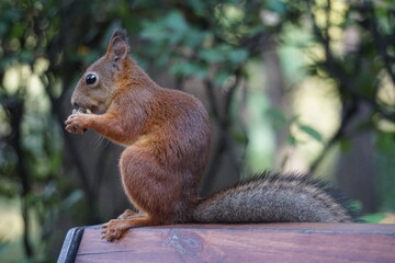 a squirrel sits on a bench and eats a nut