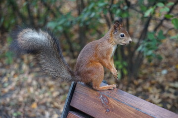 squirrel sits on a bench