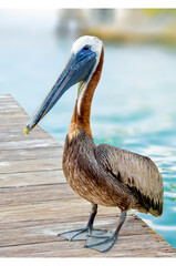 Brown Pelican on the docks