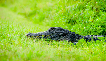 American Alligator in Florida's Everglades National Park