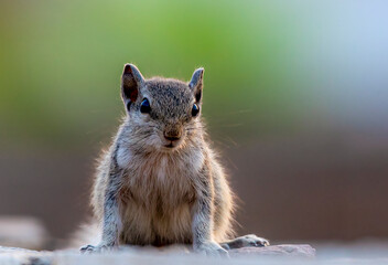 close of squirrel with green background, portrait of animal, wildlife animal closeup  in the park