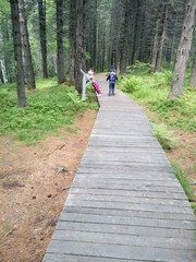 Fototapeta premium walk in the woods