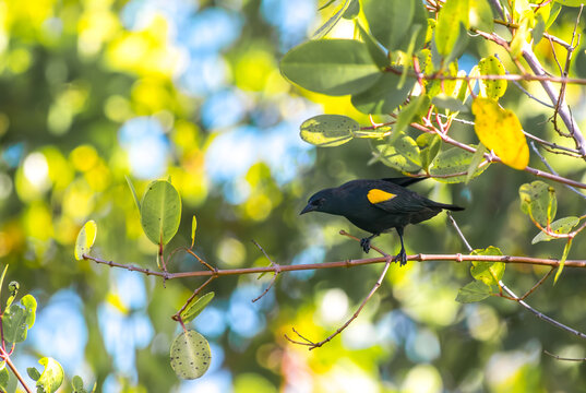 Yellow Shouldered Blackbird