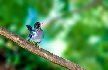 Red Legged Thrush