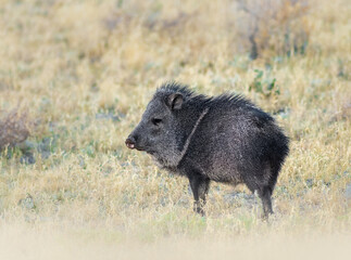 Javelina