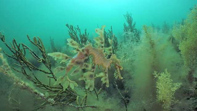 Phycodurus eques Male Leafy Seadragon with eggs at Edithburgh 002