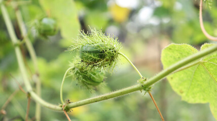 beautiful plant pod. with blur background