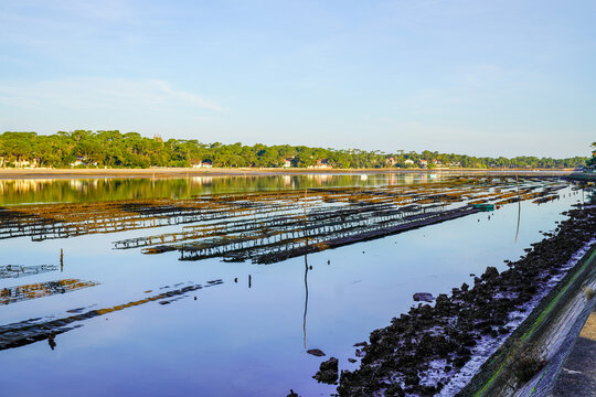 Oyster Farming In Lake Hossegor Estuary South West France