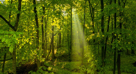 The sun's rays shine through the branches of summer forest trees.