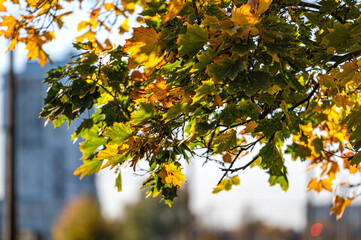 tree branch with autumn leaves, colorful leaves in autumn
