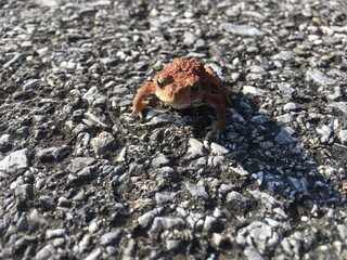 カエル