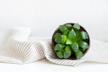 Miniature perennial plant for home decor Haworthia Cooperi on white background, close up, copy space. Houseplant Succulent in pot of half coconut on striped cotton towel on light background.