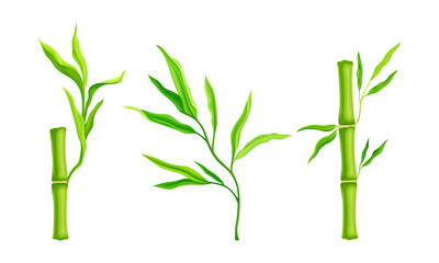 Bamboo stalks with leaves. Tropical organic green plant vector illustration