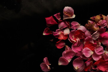red rose on black background