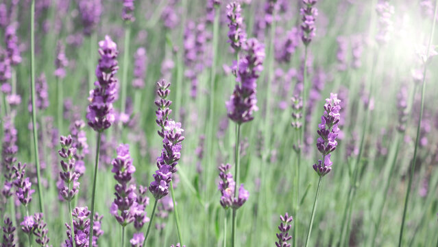 Lavender flower blooming field in summer with blue sky in japan.It give relax herb smell. © nisara