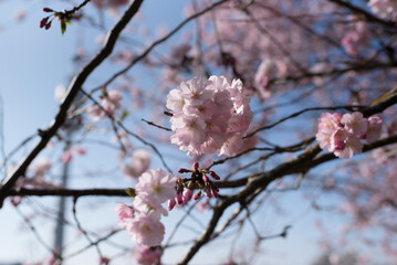 Cherry blossom,