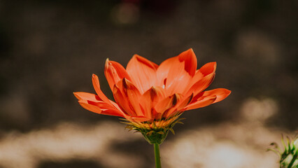orange flower on black