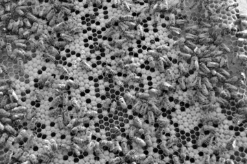 Abstract hexagon structure is honeycomb from bee hive