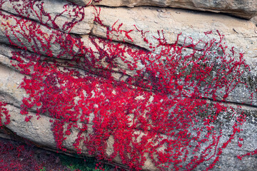 Red ivy climbing on a rock. Autumn season and flora concept