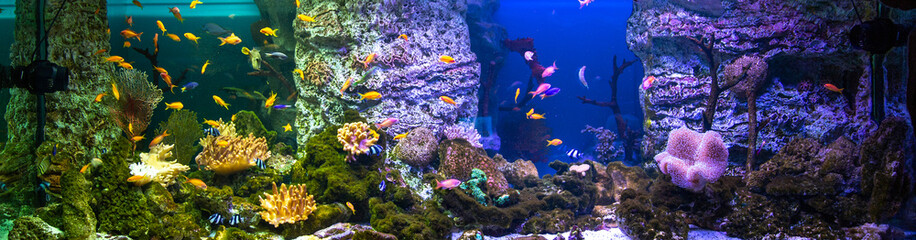 Fototapeta na wymiar Panoramic aquarium with tropical fish and corals