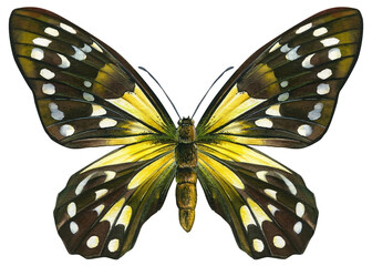 Watercolor tropical Butterfly on a white background