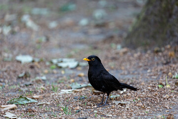 Blackbird on ground in park