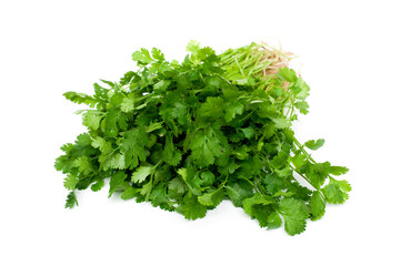 Coriandrum sativum isolated on white background.