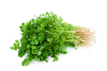 Coriandrum sativum isolated on white background.