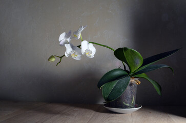 White orchid on the table. Dark background.