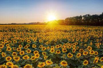 Fototapeta premium Panoramic view of sunflower field and blue sky at the background. Sunflower heads on the foreground close up.