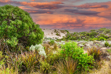 Sunset landscape of the Coorong National Park in South Australia with different native plants and a sand dune in the background along the west side of the Goorong against a blue sky with orange clouds