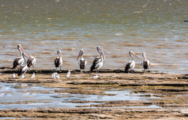 Coastal landscape with shoreline and group of Australian pelicans, Pelecanus conspicillatus, standing on the sandy beach of Lake Albert or Lake Yarli near Meningie