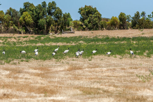 Group of Australian white ibises, Threskiornis moluccus, foraging in naturally rough and wet terrain near the town of Kinston in South Australia.