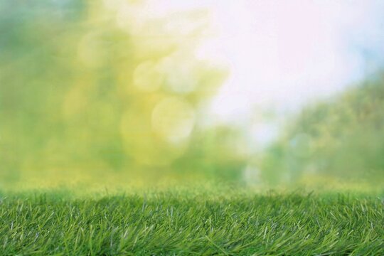 Green grass and blurry background. Bokeh effect, sunny morning. Background concept.