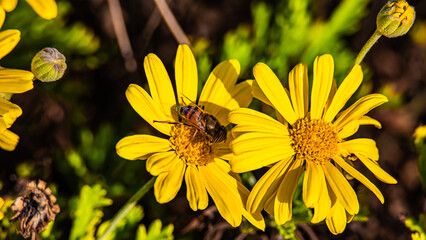 bee on a yellow flower