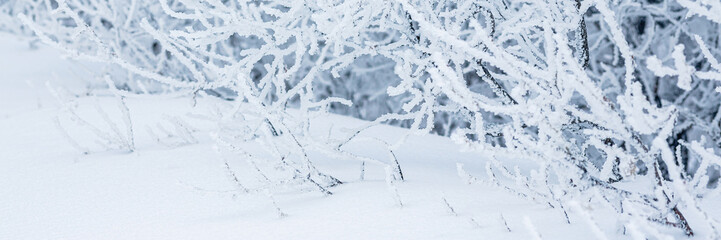 Snow and rime ice on the branches of bushes. Beautiful winter background with trees covered with hoarfrost. Plants in the park are covered with hoar frost. Cold snowy weather. Cool frosting texture.