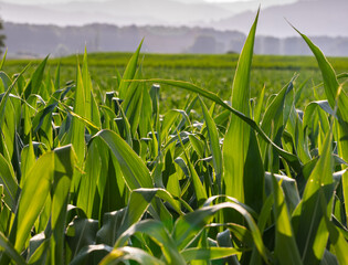 Stormy Corn Field in countryside of Canada.Organic corn field farm agriculture. Close up leaves of corn on a Field corn