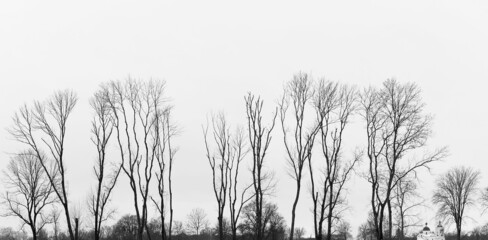 Black and white graphic photography. Panorama. Tall deciduous trees in winter. Church, dome, cross