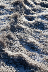 grass covered with ice and frost in the winter season